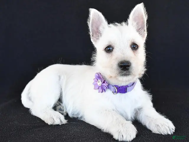West Highland Terrier dogs for sale: Kara - Ad 2