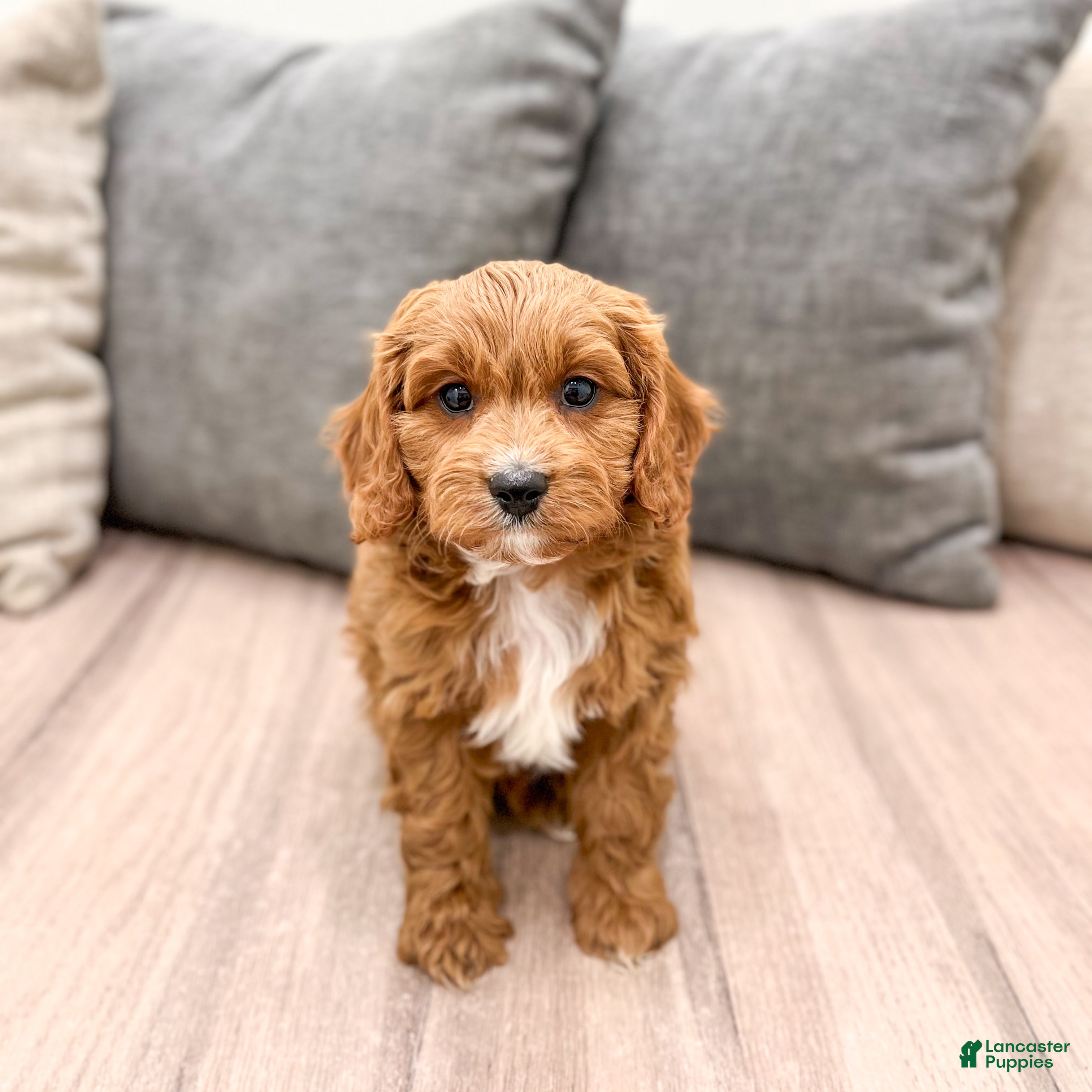 Cavapoo dogs Dash - Ad 8