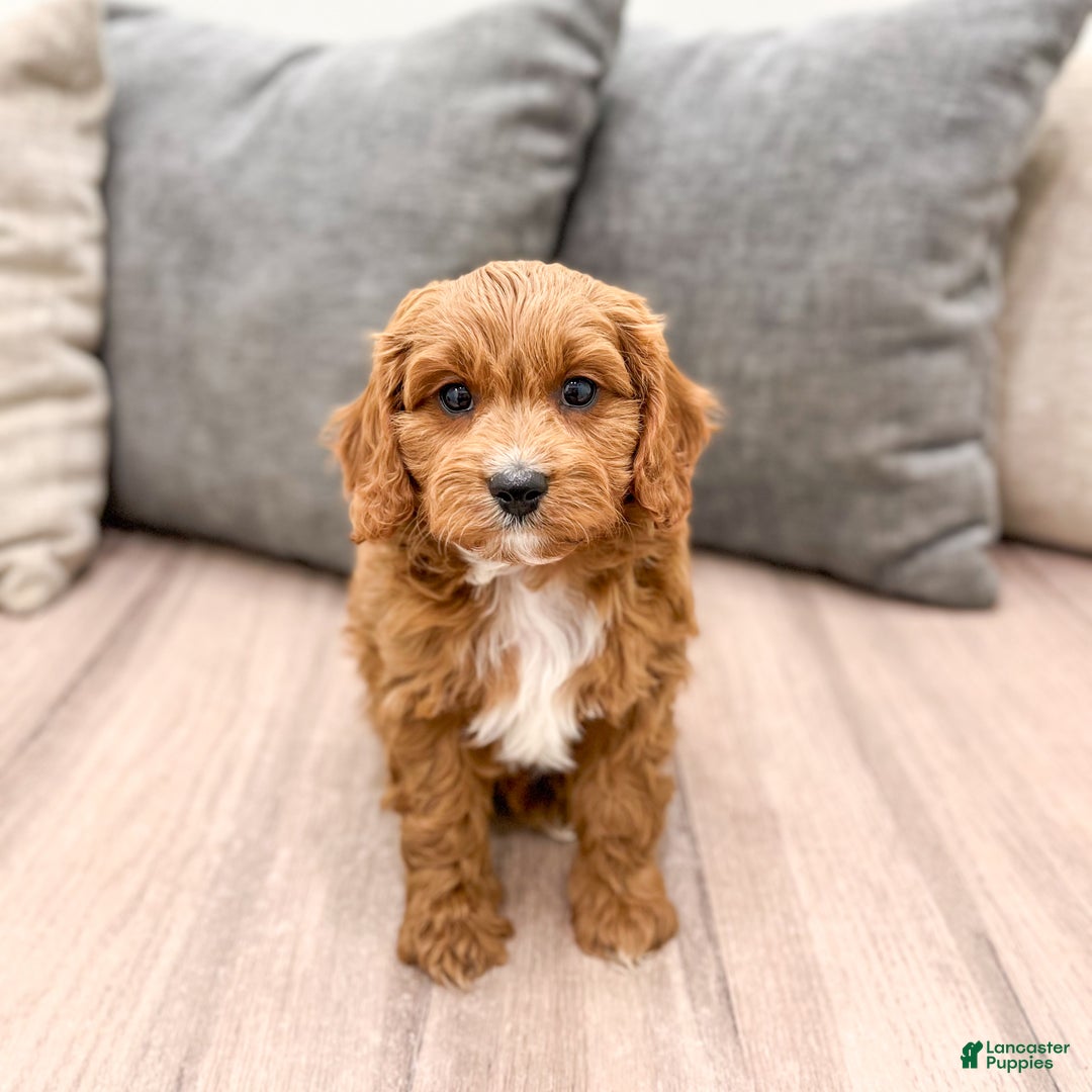 Cavapoo dogs for sale: Dash - Ad 1