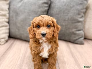 Cavapoo dogs Dash - Ad 2
