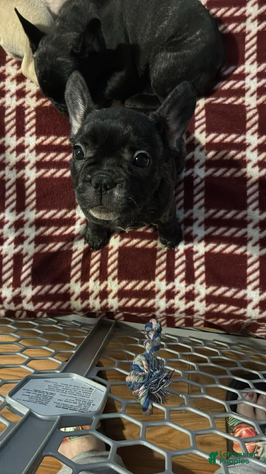 French Bulldog dogs for sale: French Bulldog Puppy 1 - Ad 1