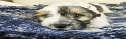 Mixed Breed dogs for sale: Nelo - Ad 2