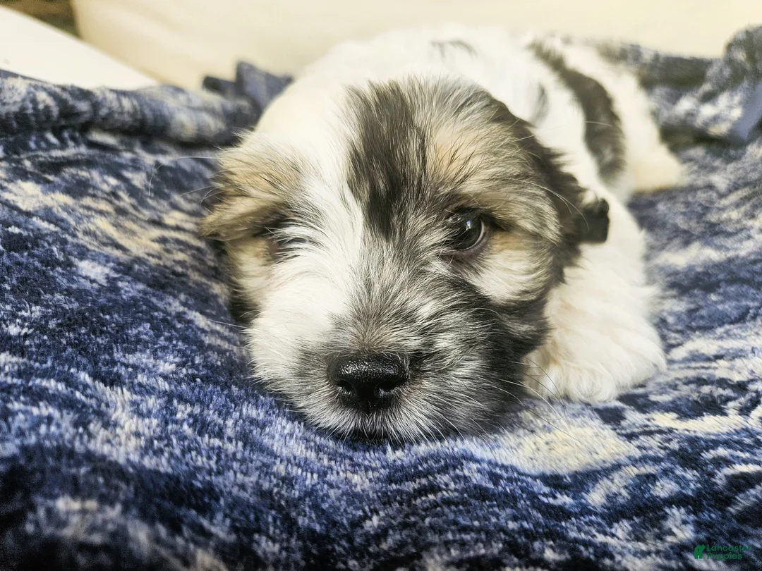 Mixed Breed dogs for sale: Nelo - Ad 2