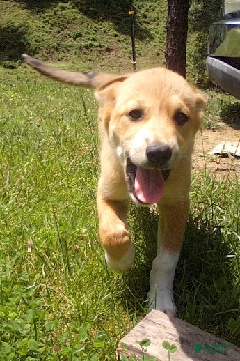 Mixed Breed dogs Aztec - Ad 1
