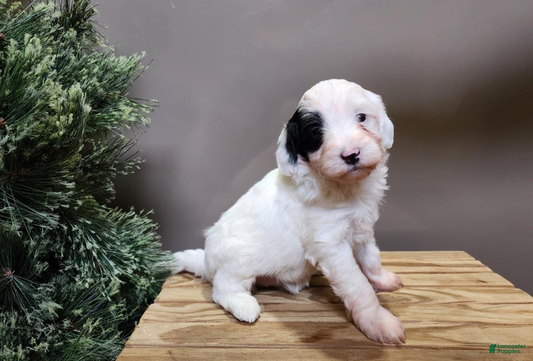 Mini Bernedoodle dogs for sale: Sparkle - Ad 12