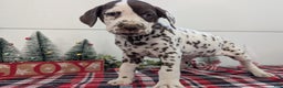 Dalmatian dogs for sale: Penny  - Ad 2