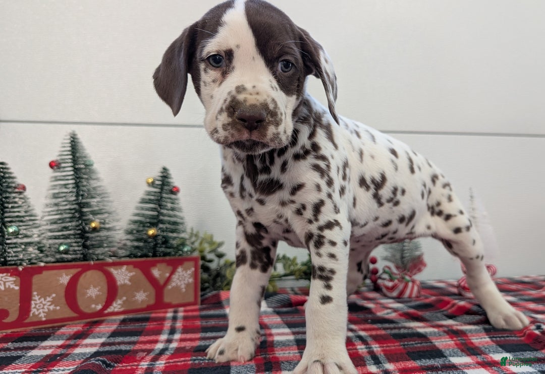 Dalmatian dogs for sale: Penny  - Ad 2