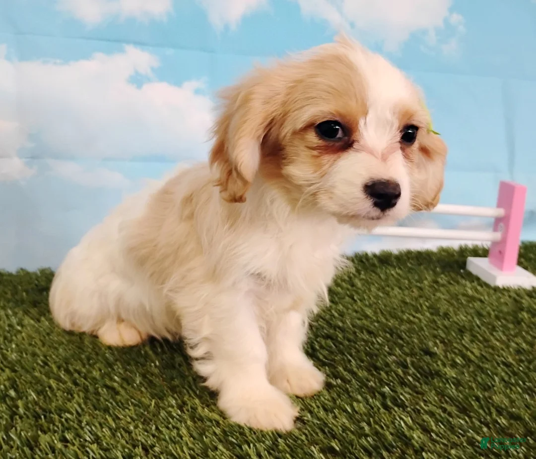 Cavachon dogs for sale: Chloe - Ad 7