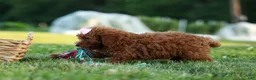Miniature Poodle dogs for sale:  Dixie 🎀🐶 - Ad 5