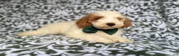 Cockapoo dogs for sale: Jax - Ad 5