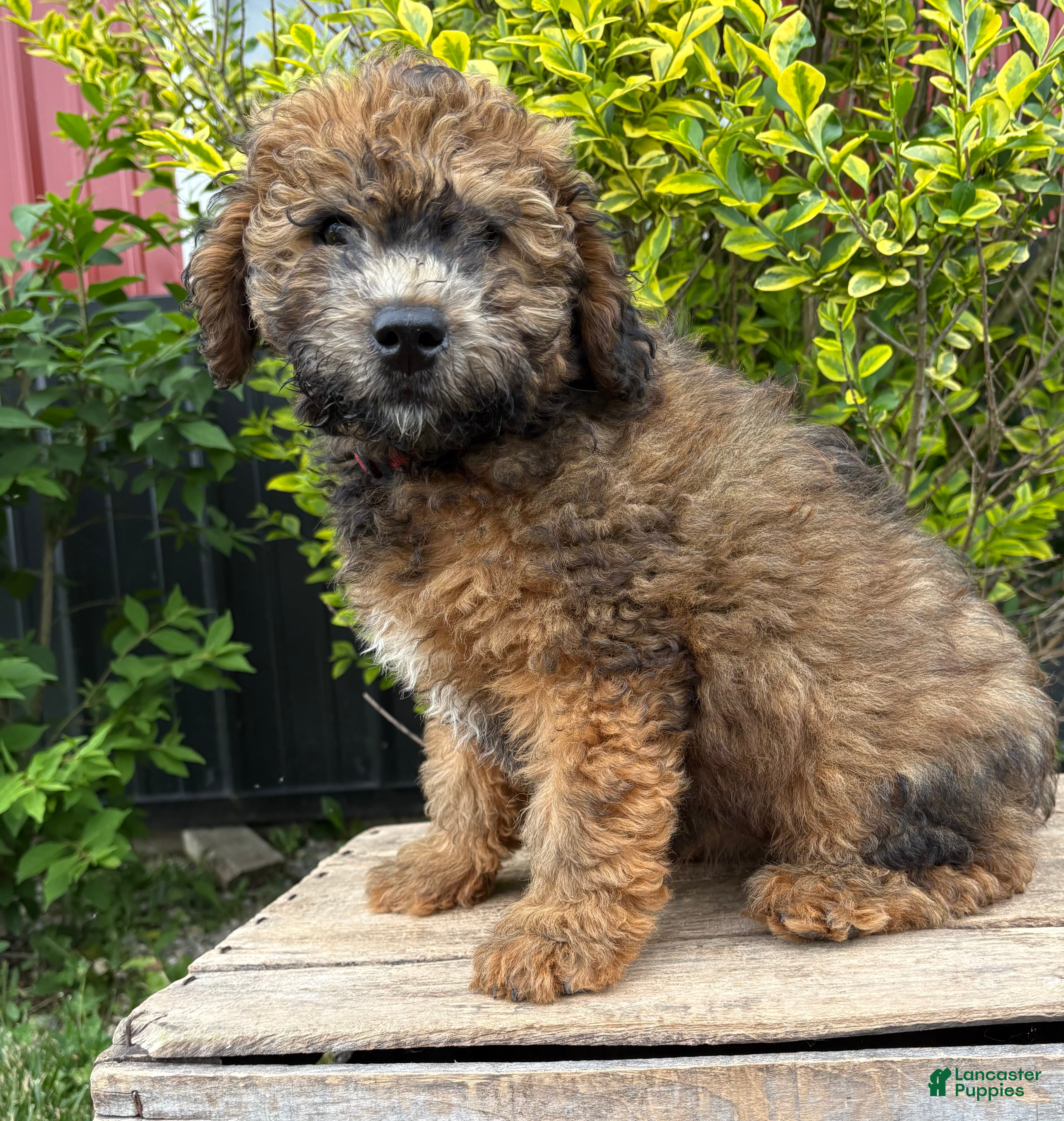Whoodle dogs Daisy - Ad 1