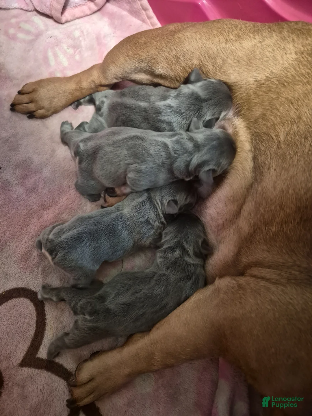 French Bulldog dogs for sale: French Bulldog Puppy 1 - Ad 2
