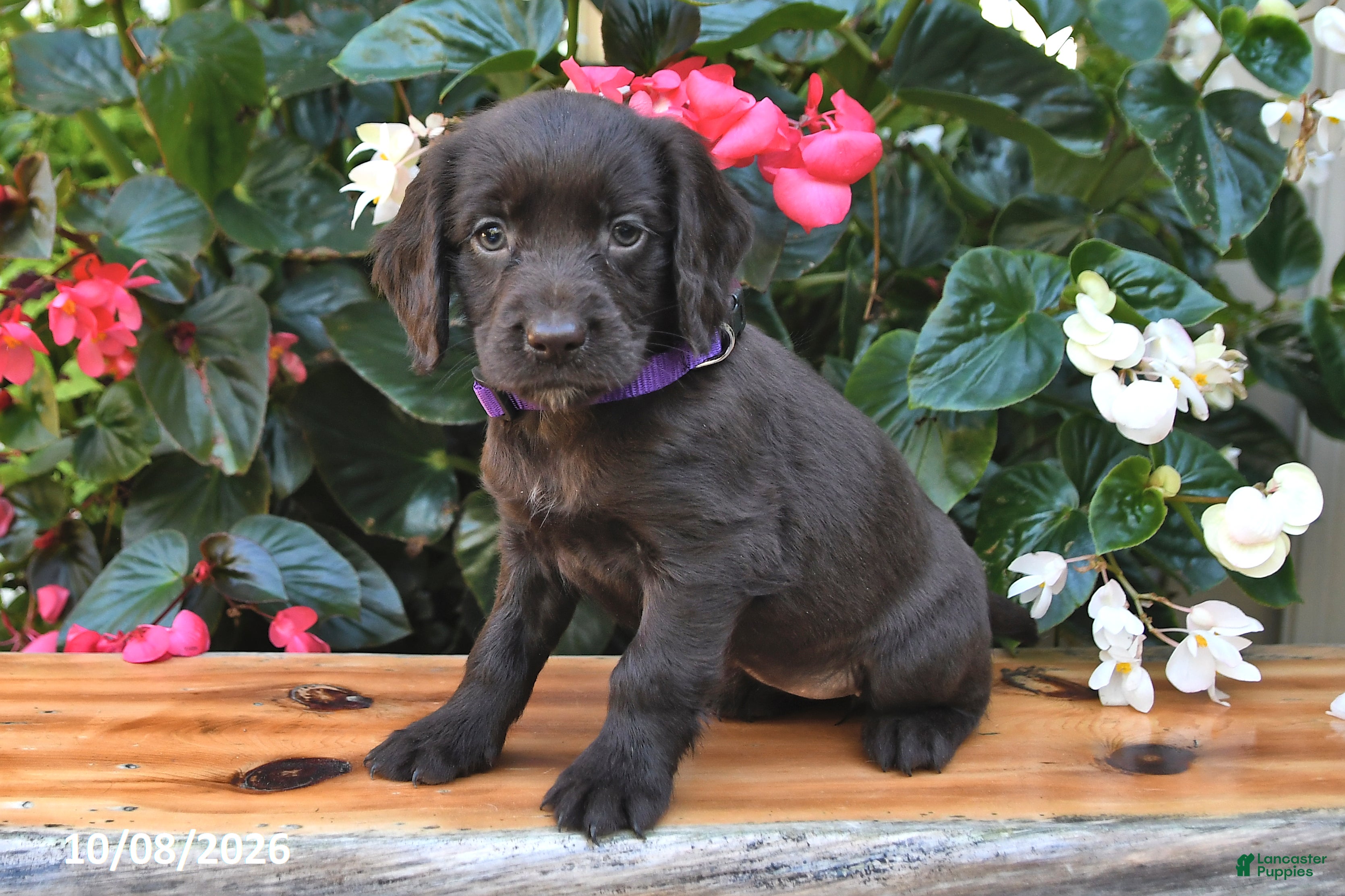 Cocker Spaniel dogs Ellery - Ad 1