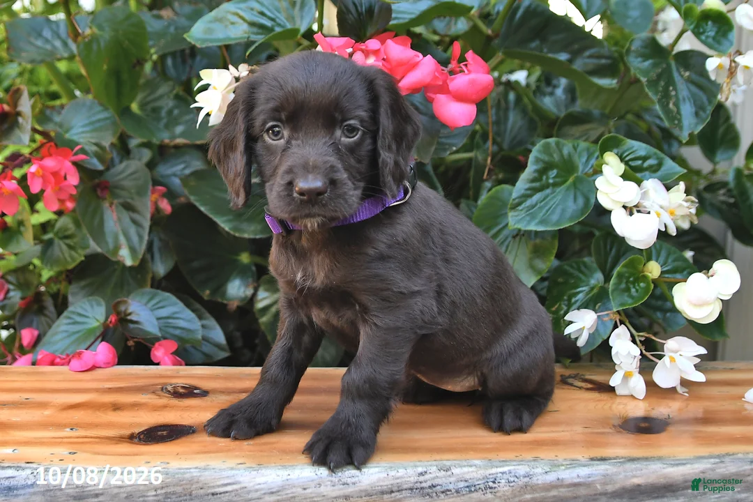 Cocker Spaniel dogs for sale: Ellery - Ad 1