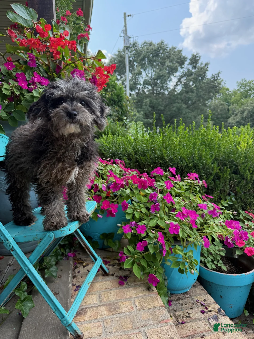 Cavapoo dogs for sale: leo - Ad 2