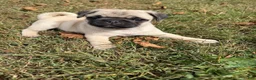 Pug dogs for sale: Boy 1 - Ad 4