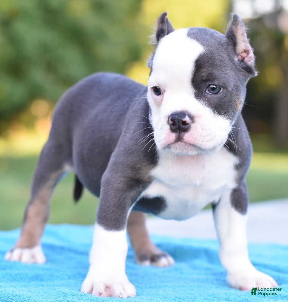 Mixed Breed dogs Hercules Bulldog hybrid  - Ad 1