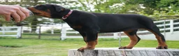 Doberman Pinscher dogs for sale: Macho - Ad 8