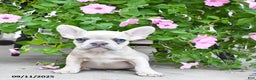French Bulldog dogs for sale: Fiona - Ad 1