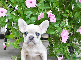 French Bulldog dogs Fiona - Ad 10