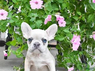 French Bulldog dogs Fiona - Ad 40