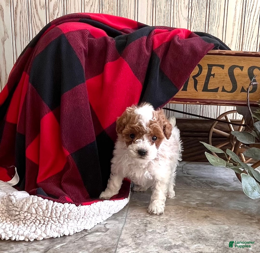 Miniature Poodle dogs for sale: Baby Miles🐾❤️AKC❤️Call 717-847-3183 - Ad 6