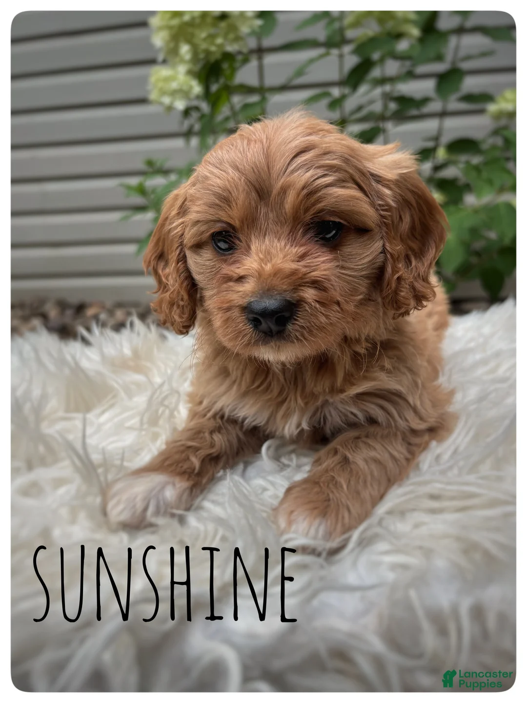 Cavapoo dogs for sale: Sunshine - Ad 1