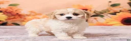 Cavachon dogs for sale: Mia - Ad 4