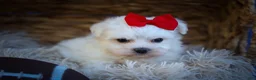 Maltese dogs for sale: Mirella🎀 - Ad 2