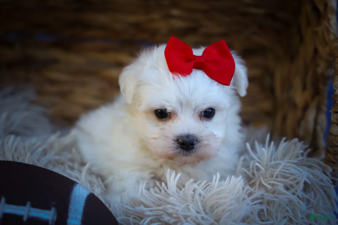 Maltese dogs for sale: Mirella🎀 - Ad 2