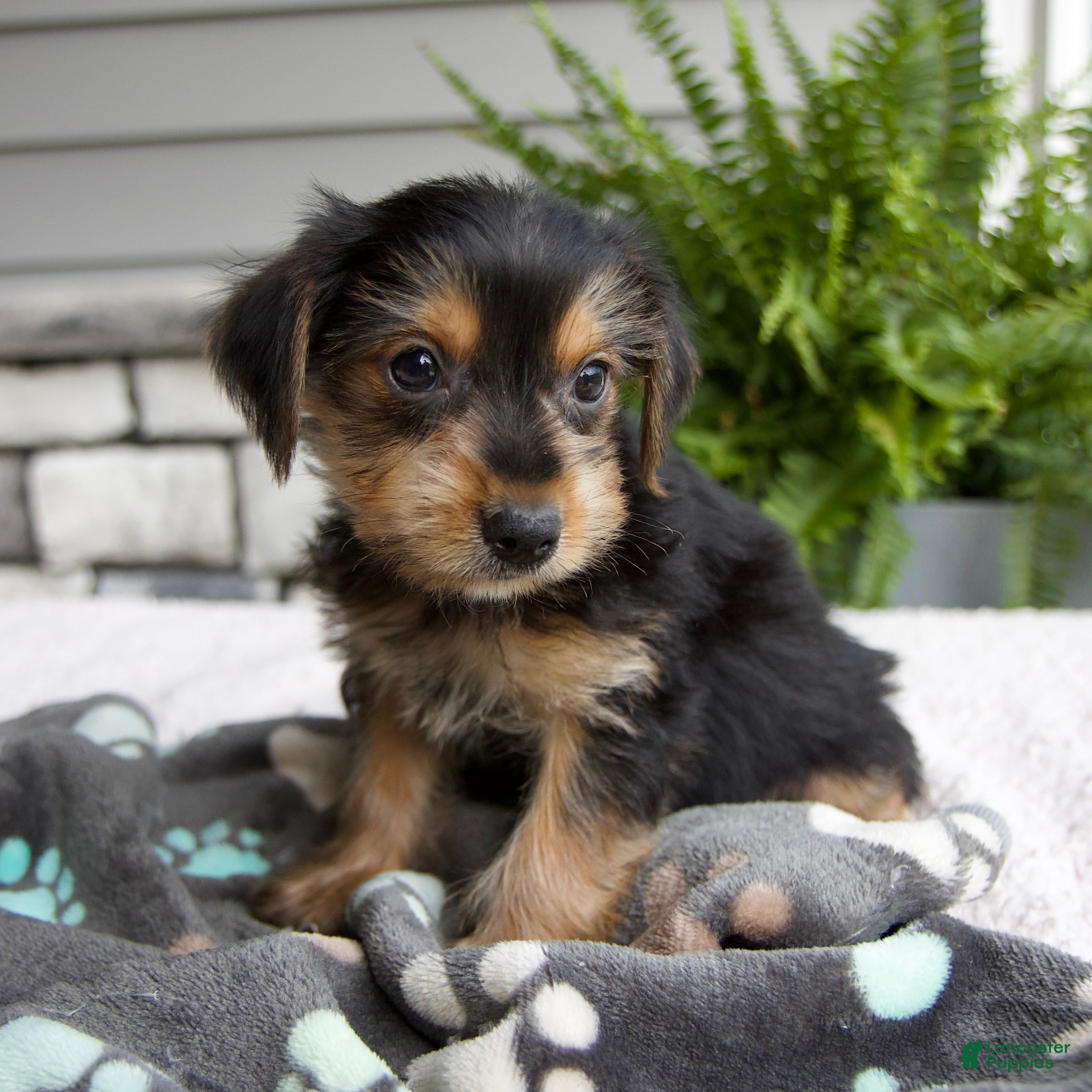 Morkie dogs Wesley - Ad 2