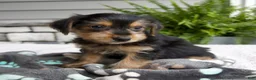 Morkie dogs for sale: Wesley - Ad 2