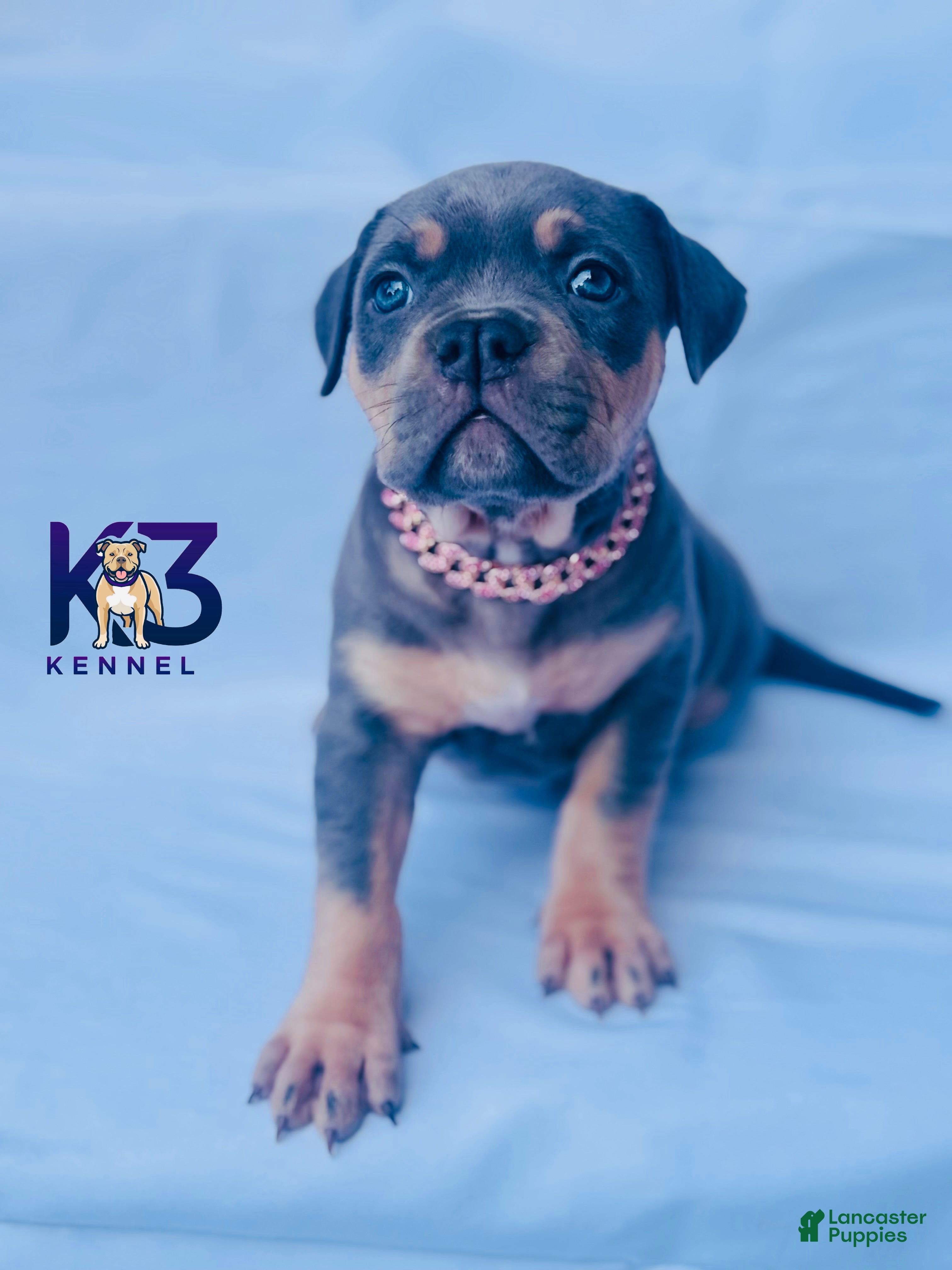 American Bully dogs American Bully Puppy 7 - Ad 32
