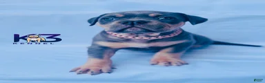 American Bully Puppy 7