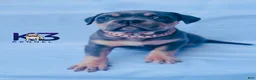 American Bully dogs for sale: American Bully Puppy 7 - Ad 1