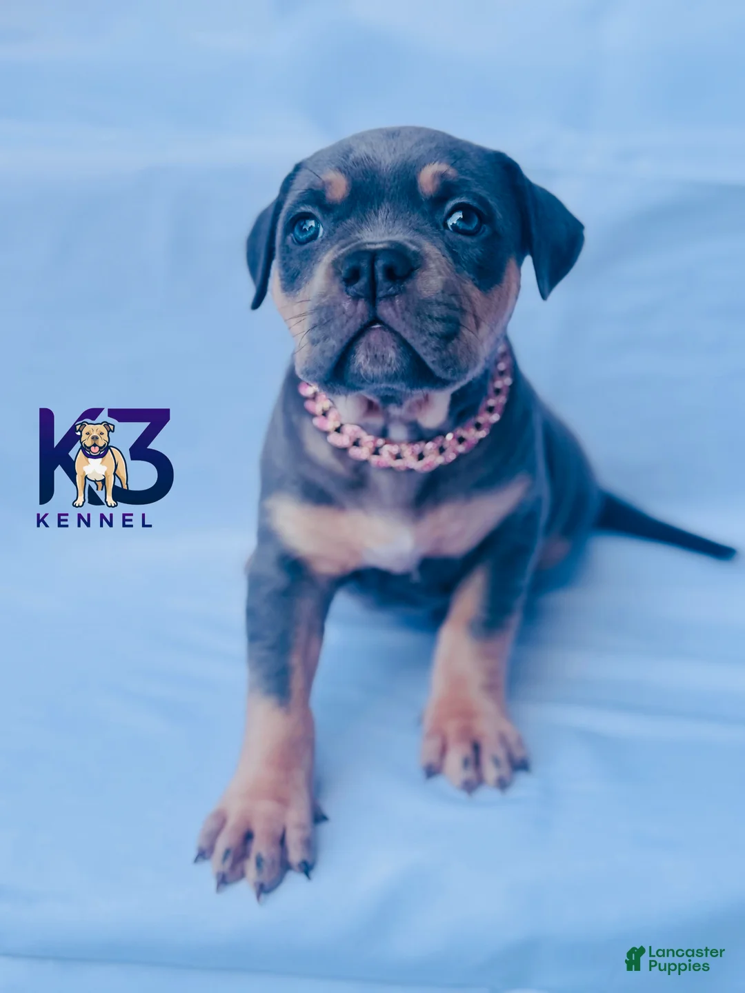 American Bully dogs for sale: American Bully Puppy 7 - Ad 1