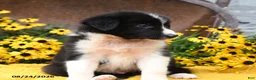 Border Collie dogs for sale: Boots - Ad 4