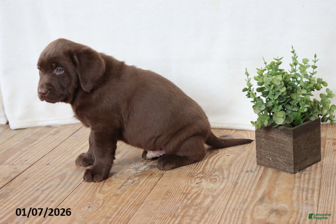 Labrador Retriever dogs for sale: Fiddles - Ad 7