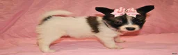 Papillon dogs for sale: Hannah  - Ad 3