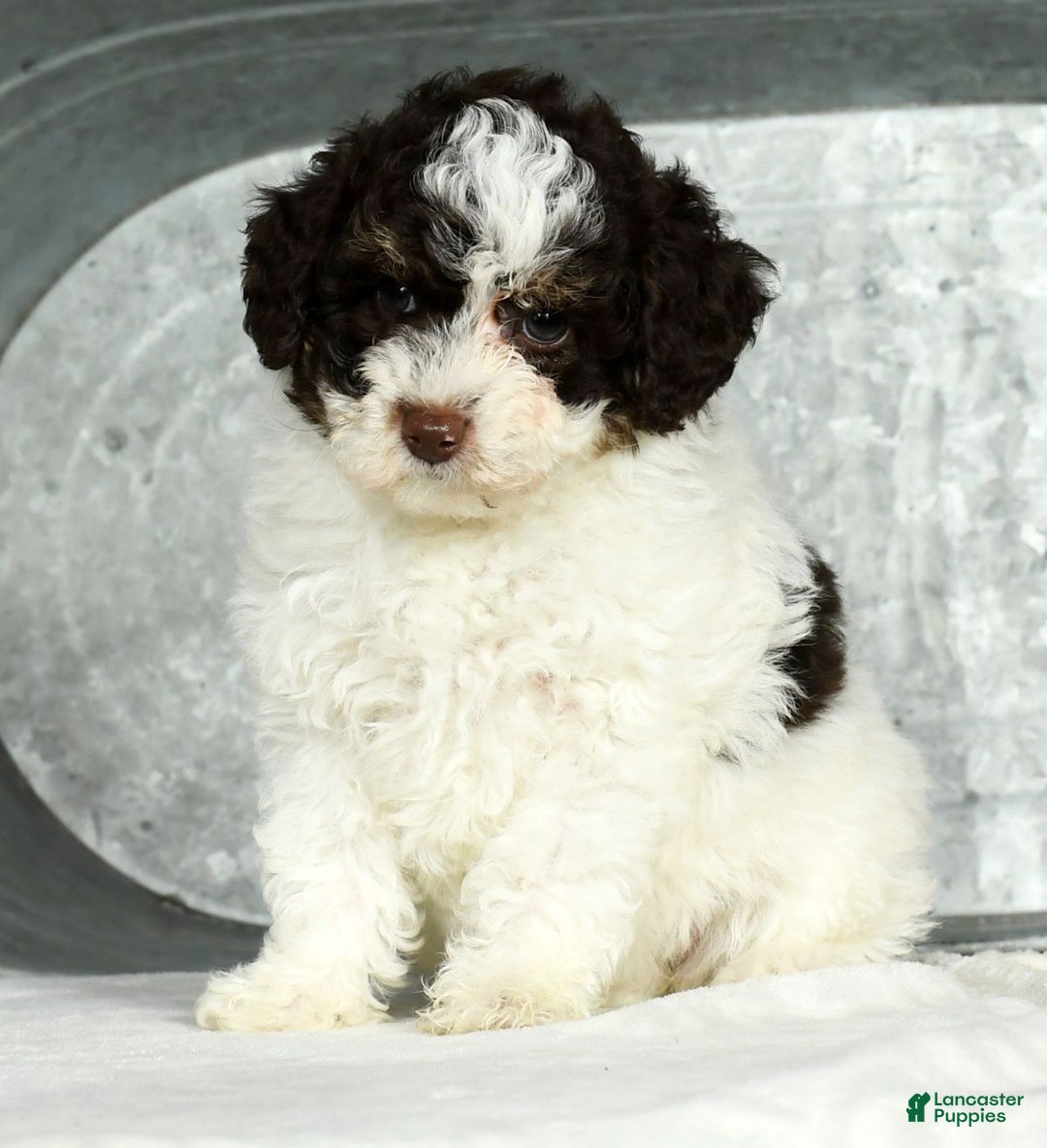 Miniature Poodle dogs for sale: Jill - Ad 3