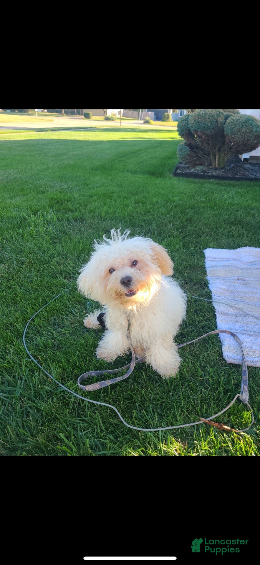 Maltipoo dogs Maltipoo 2 - Ad 20
