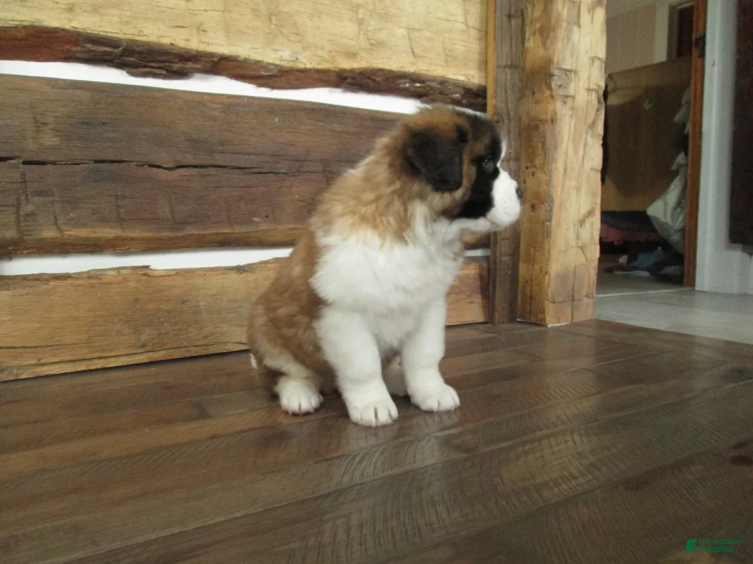 Saint Bernard dogs for sale: LACY - Ad 3