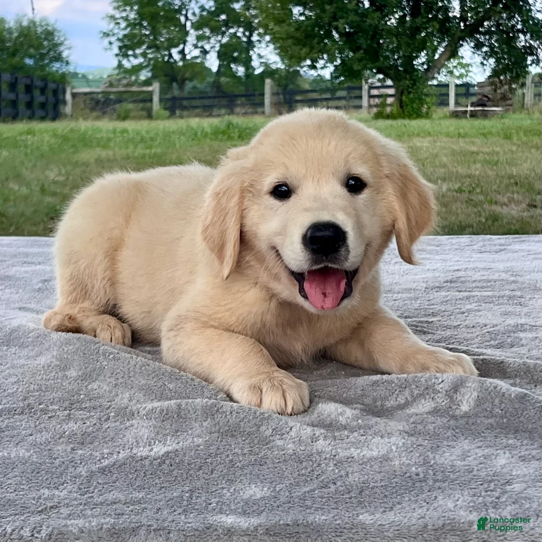 Golden Retriever dogs for sale: Colten - Ad 1