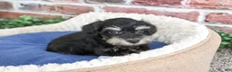 Miniature Schnauzer dogs for sale: Jonah - Ad 9