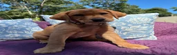 Labrador Retriever dogs for sale: Cooper - Ad 8