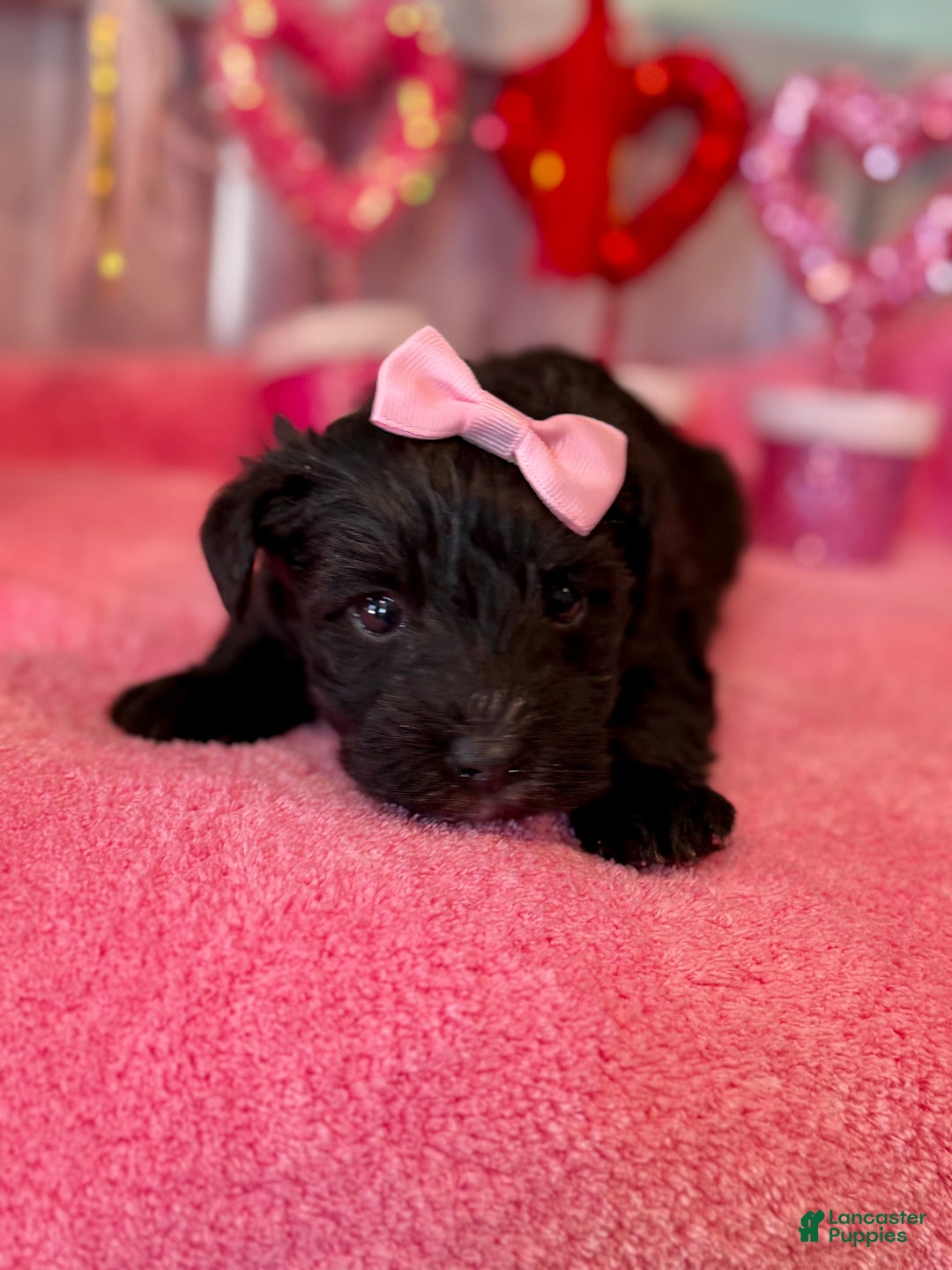 Miniature Schnauzer dogs for sale: Miniature Schnauzer Puppy 2 - Ad 3