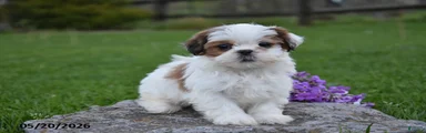 Gracie
