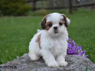 Shih Tzu dogs for sale: Gracie - Ad 2