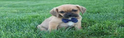 Puggle dogs for sale: Rufus - Ad 1