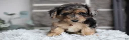 Maltipoo dogs for sale: Pebbles - Ad 7